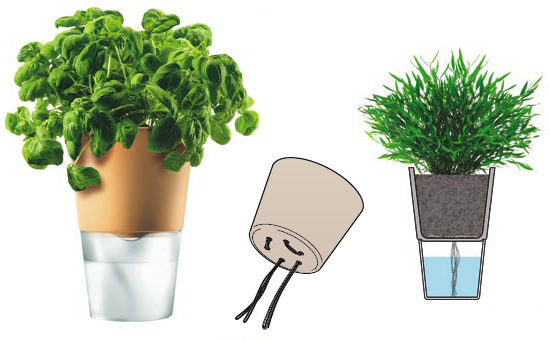 Как сохранить комнатные растения во время отпуска: советы по "удаленному" поливу
