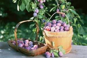 Полезные советы по сбору урожая плодовых в конце августа