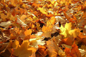 Как использовать опавшие листья разумно: 4 практичных способа
