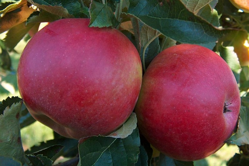 Самые лучшие сорта яблони