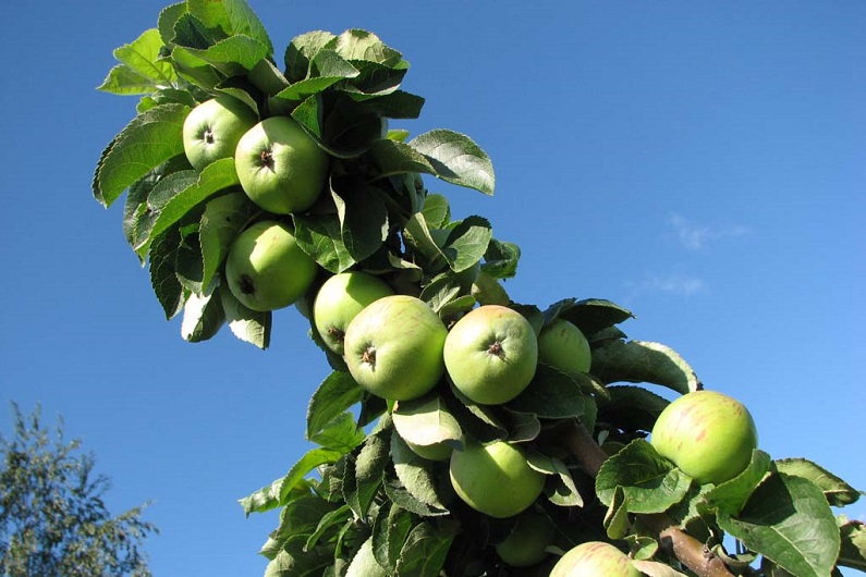 Как вырастить колонновидные яблони