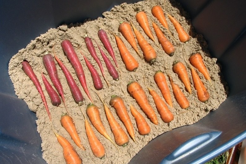 Хранение моркови зимой