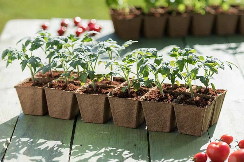 Как правильно посадить помидоры в открытый грунт