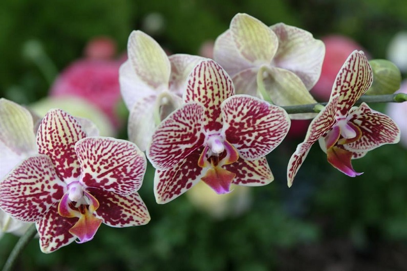 Вандовая орхидея: растение со всех сторон